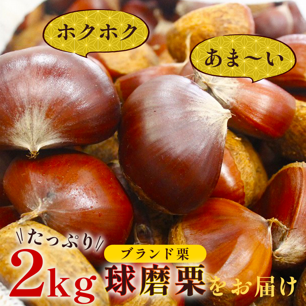 JAくま 【球磨 栗】 2kg くり 熊本県産 多良木町 くり マロン 旬の味覚 甘い ほっくり 山海の味覚 和 スイーツ フルーツ 果物 くだもの 果実  8月終了 【2024年9月下旬〜10月初旬
