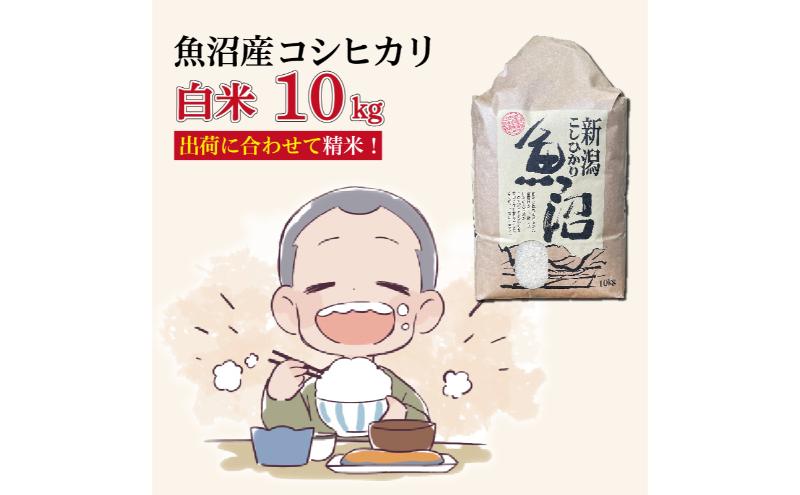 令和7年産 魚沼産コシヒカリ【精米】10kg
