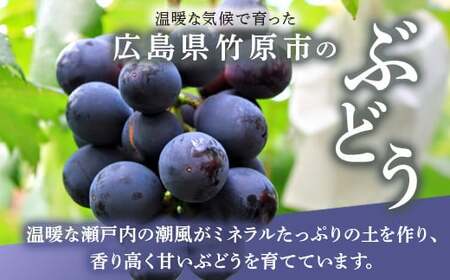 西部ぶどう園 紫苑2房 約1.2kg 葡萄 フルーツ 果物【 皮ごと パリッ 美味しい 白ぶどう 高糖度 詰合せ ジューシー 甘い 贈答用 】※2024年9月下旬～10月下旬頃に順次発送予定 ※沖縄・