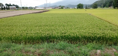 【令和7年度新米】コシヒカリ白米5kg  新米 こめ 精米 1袋 ブランド米 モミで保存 香り 甘い 粘り 山梨県 北杜市 