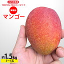 【ふるさと納税】2025年発送【TROPICAL FIELD モリ之ナカ】家庭用マンゴー約1.5kg（3～5玉） フルーツ 果物 期間限定 数量限定 先行予約 南国 プレゼント お土産 おみやげ ギフト くだもの 沖縄 おきなわ 青果 デザート おすすめ 人気 冷蔵 夏 スイーツ