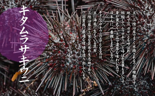 【令和8年発送先行予約】朝獲れ 生うに 牛乳瓶 150g×5本［08］【2026年4月下旬～8月発送】