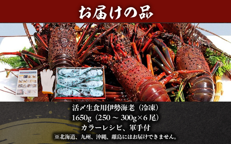 活〆生食用伊勢海老（冷凍）1650g（250～300g)×6尾  ONJB035