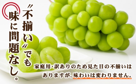 【訳あり】2026年9月発送 岡山県産 シャインマスカット 2kg