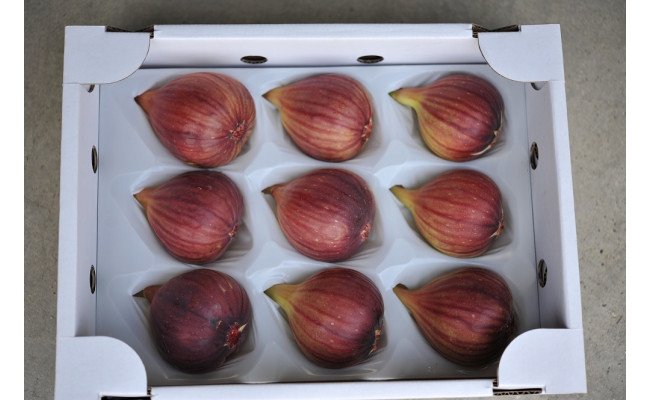 【期間限定】もぎたて朝どり完熟いちじく　秀品 約1kg（9～12玉）／愛知県産　サマーレッド　いちじく　イチジク　無花果　果物　フルーツ　