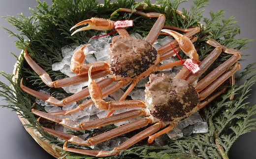 【2025年2月・3月発送】【活物】特撰 松葉がに（タグ付き）400g超 お手頃サイズ　2杯