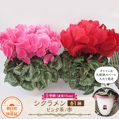 
                  過去に農林水産大臣賞等複数受賞…シクラメン　赤+ピンク系5号鉢(直径15cm)×2鉢セット底面給水鉢【1220892】
                