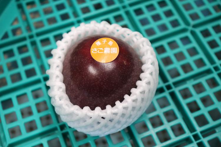 【 6月下旬～8月初旬 先行予約 】種子島 さご農園 パッションフルーツ サマークイーン (12個)　NFN039【300pt】 // 種子島産 夏期限定 南国 無農薬 安心 安全 K-GAP 果物 