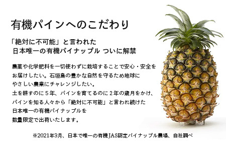 【予約受付】石垣島産　有機パイナップル・ピーチ種 3玉（約2.4kg前後）〈常温〉《６月上旬～順次発送予定》｜パイナップル パインアップル 石垣島パイン フルーツ 果物 くだもの 南国フルーツ 国産パ