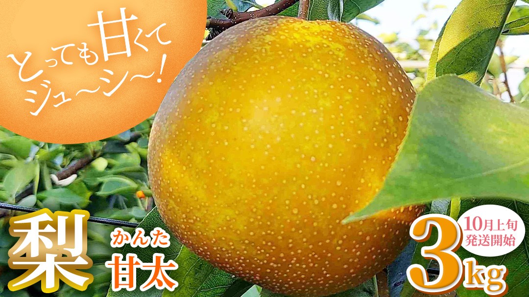 
                  梨 とっても甘くて ジューシー 甘太 3kg【10月上旬発送開始】ナシ なし 果物 フルーツ デザート 秋 茨城県 かんた カンタ 王秋 秋月 あきづき 旬 お取り寄せ 和梨 時期
                