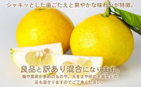 環境マイスターのパール柑 良品・訳あり混合 8kg （栽培期間中は無肥料・農薬不使用） 果物 くだもの フルーツ パール柑 柑橘 【2026年2月上旬～4月上旬迄順次発送予定】