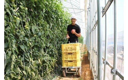本田農園のかがやきトマト 2箱 約70個 完熟トマト｜石川県 小松市 本田農園