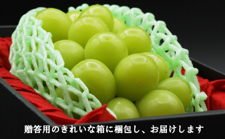 【令和８年度先行予約】贈答用！希少価値の高い高級シャインマスカット（１房 ６００ｇ以上）　シャイン シャインマスカット マスカット 葡萄 ぶどう ブドウ 果物 くだもの フルーツ 山梨 やまなし 富士