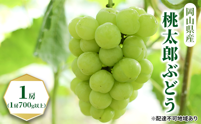 ぶどう 2026年 先行予約 桃太郎 ぶどう 1房（1房700g以上）化粧箱入り  ブドウ 葡萄  岡山県産 国産 フルーツ 果物 ギフト 果物類 