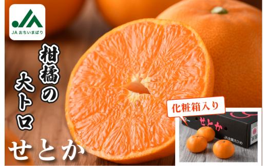 【先行予約】【数量限定】今治産せとか 化粧箱  3L～L 10～15玉【KC00630】とろけるやわらかな果肉が特長 みかん 柑橘 せとか フルーツ 贈答用