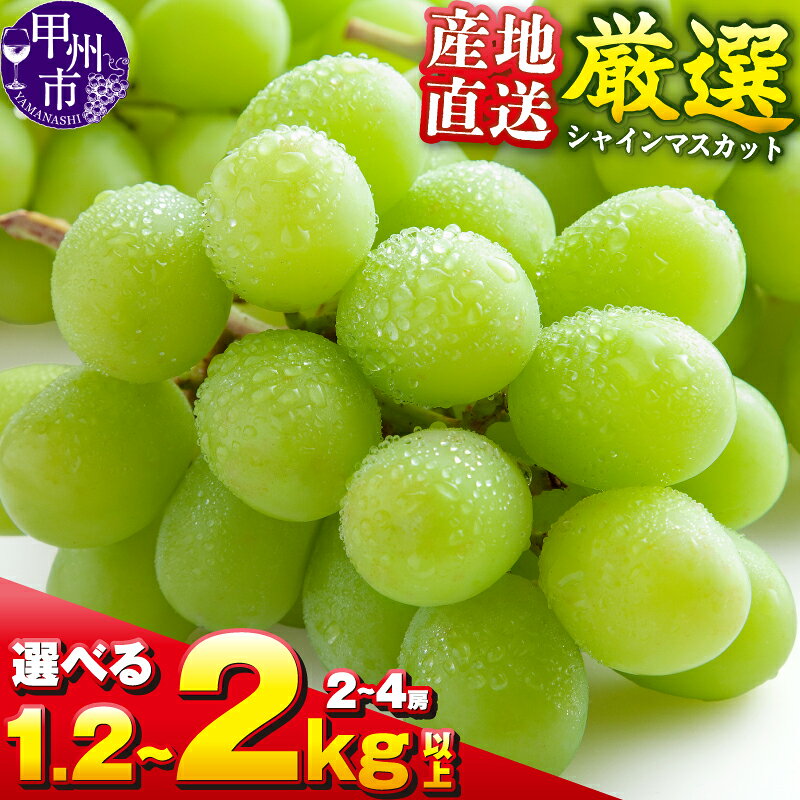 【ふるさと納税】 シャインマスカット 2026年発送 選べる 内容量 1.2kg以上 1.5kg以上 2kg以上 2房〜4房 8月 9月 10月 発送 果物 産地直送 フルーツ 葡萄 ぶどう ブドウ くだもの ギフト 人気 厳選 山梨県 甲州市 おすすめ まずはお試し 社員マスカット (KKH)