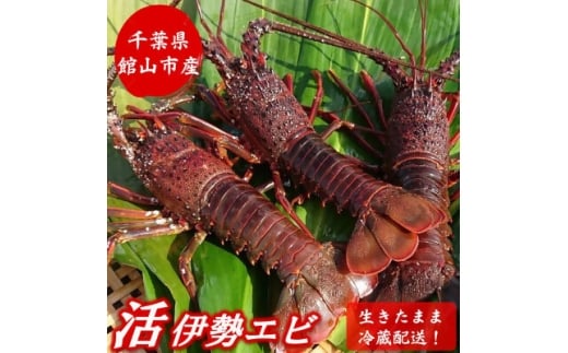 ＜2026年先行予約＞＜金曜日発送＞漁師直送!千葉県館山産 天然『活』伊勢海老2kg(サイズお任せ)【1676095】