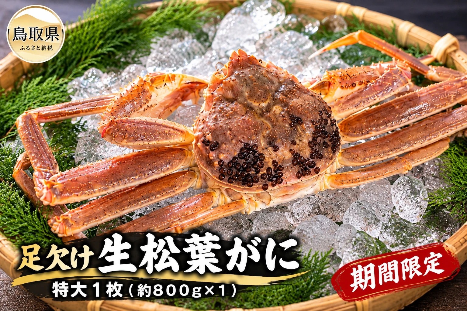 
                  鳥取県産　足欠け生松葉がに（特大１枚）【期間限定】_T2600501　
                
