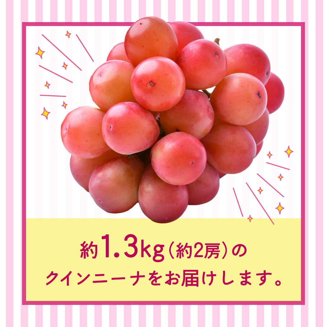 クインニーナ 約1.3kg（約2房） 【2026年8月より発送開始】 （茨城県共通返礼品 [ぶどう]：結城市産） ぶどう ブドウ 葡萄 クインニーナ 種なし 皮ごと 高級 国産 ふるさと納税 [FC1