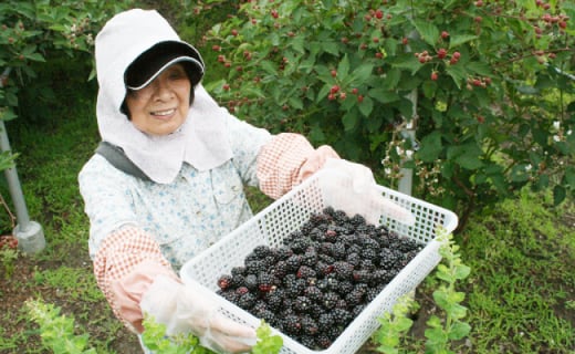 【栽培期間中農薬不使用】ブラックベリー・ブルーベリー（冷凍）計1.5kg 国産 フルーツ 秀品 チャック付き袋 パック　＜7月頃より順次発送＞