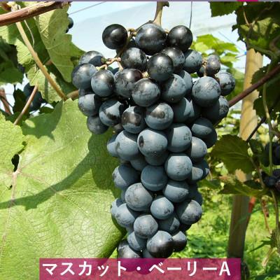 ふるさと納税 上越市 G20大阪サミットワーキングランチ採用　岩の原ワイン　深雪花　赤　2本セット |  | 02