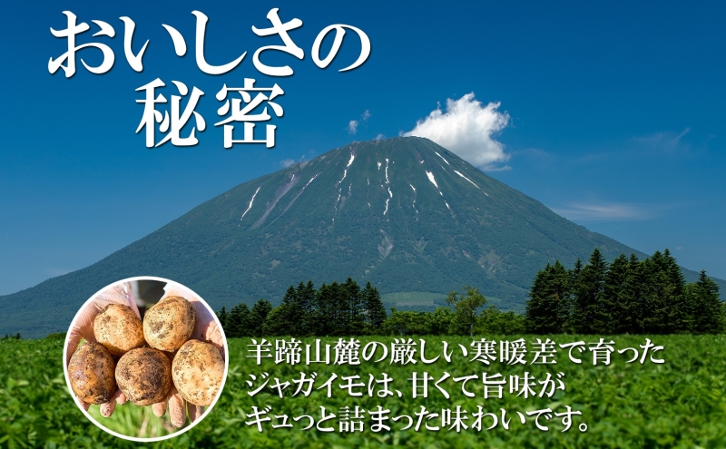 北海道産じゃがいも 男爵 キタアカリ各約5kg Lサイズ 計10kg ジャガイモ 男爵いも 北あかり 馬鈴薯 ポテト 根菜 常備野菜 産直 国産 JAようてい 送料無料 北海道 倶知安町