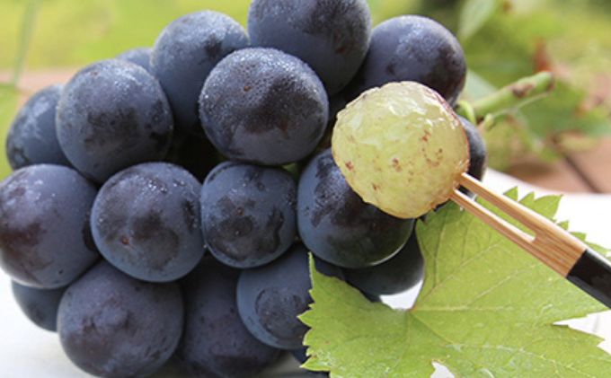 桃 ぶどう 2026年 先行予約 清水 白桃 5玉 約1.5kg 1玉約300g ニュー ピオーネ 1房 550g以上もも 葡萄 詰合せ 岡山 国産 フルーツ 果物 ギフト 桃茂実苑