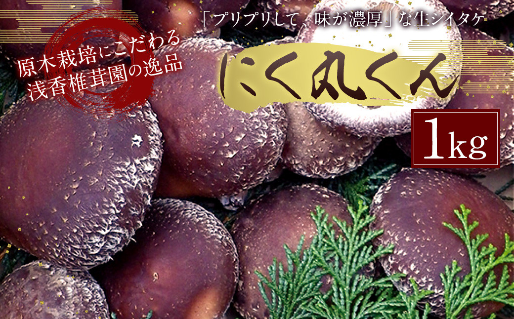 
特選原木栽培生しいたけ 「にく丸くん」大サイズ 1kg 【2024年10月下旬～2025年2月上旬発送予定】椎茸 シイタケ しいたけ 生しいたけ 生椎茸 きのこ キノコ 肉厚 原木栽培
