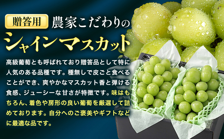 【2026年先行予約】ぶどう シャインマスカット 贈答用 農家こだわりの シャインマスカット 2房  約1kg 《9月中旬-10月下旬頃出荷(土日祝除く)》 Nini farm マスカット 送料無料 