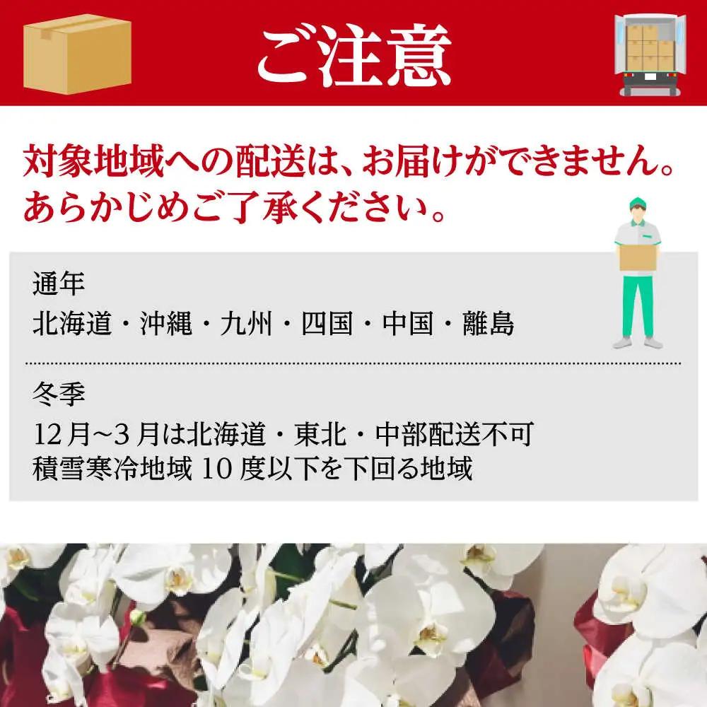 胡蝶蘭 1鉢【3~5本立ち7.5寸胡蝶蘭】 [BDAB010]
