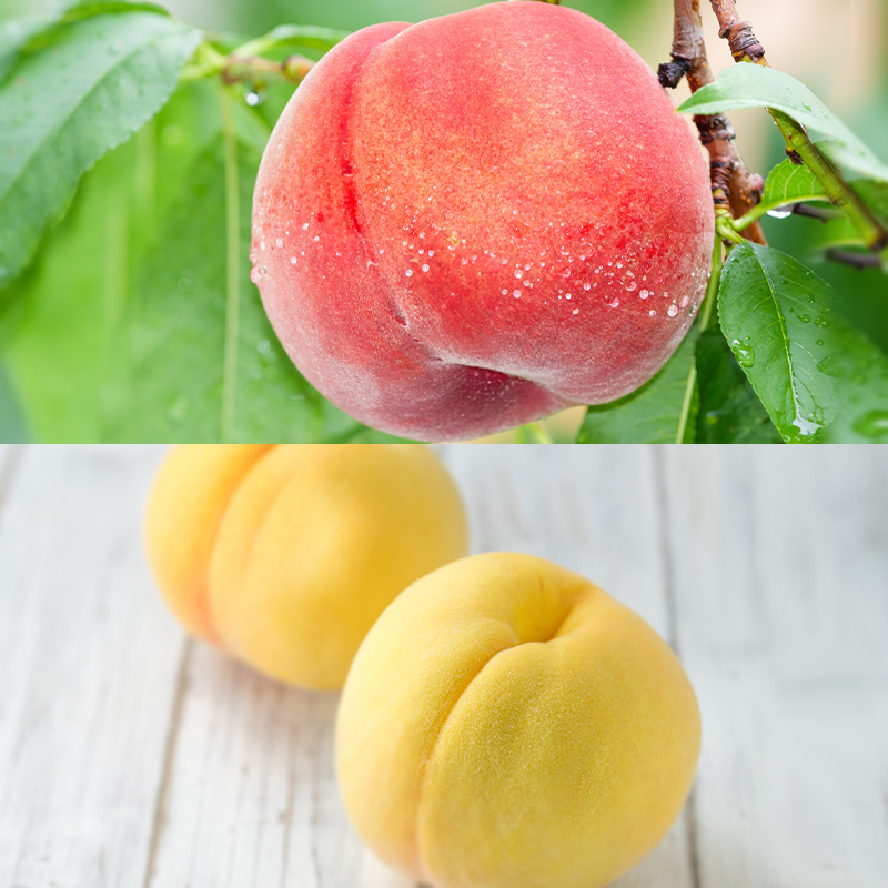 【定期便4回】ピチピチPeache's 【令和8年産先行予約】FS24-742