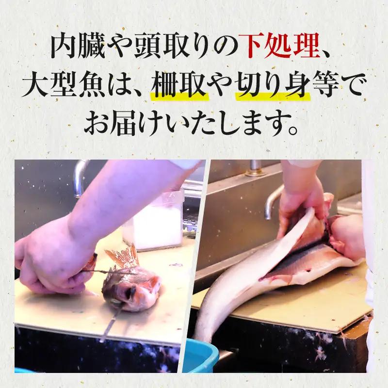鮮魚 下処理済み 日本海の鮮魚 4～5人前(5～8種類) セット 魚 パック 詰め合わせ 海鮮セット 鮮魚ボックス 海鮮 海産物 海の幸 魚介 魚介類 刺身 切り身 ひらめ 鯛 甘エビ 鯵 あんこう 
