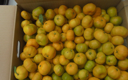 ペン型七味とうがらし七福来とマーカー型福一味セット 七味唐辛子