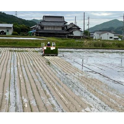 ふるさと納税 丹波篠山市 丹波篠山産　特別栽培米　越光(栽培期間中農薬不使用)(5kg×2袋　精米) |  | 01