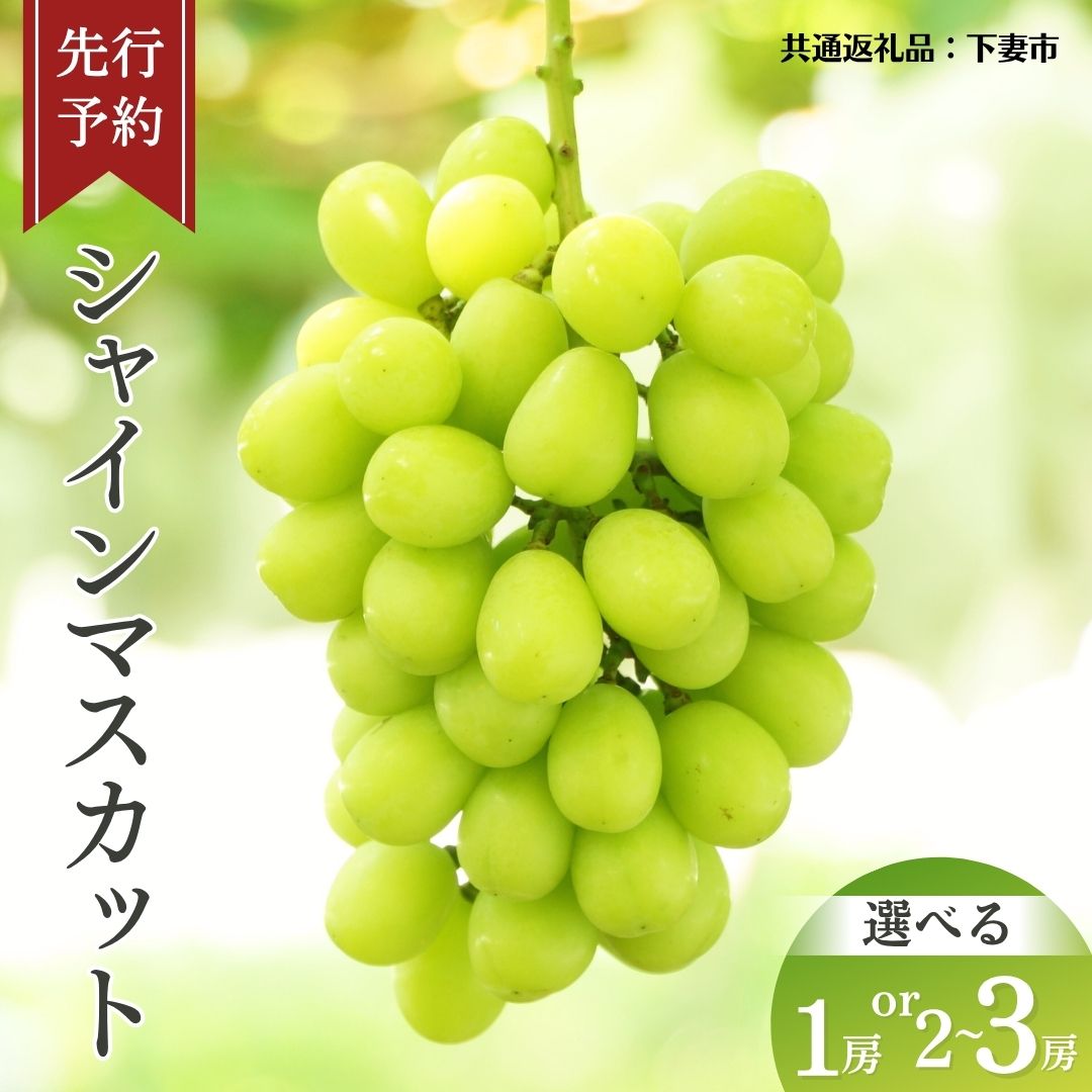 【ふるさと納税】＼ 選べる内容量 ／《 先行予約 》 シャインマスカット 【2026年8月下旬頃発送開始】( 共通返礼品：下妻市 ) 1房 2~3房 フルーツ 果物 マスカット ぶどう 葡萄 ブドウ 旬 国産 産地直送 化粧箱 ギフト 【石崎ぶどう園】