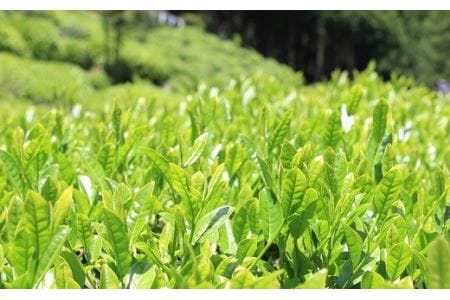 近江赤ちゃん番茶(300g×10本)