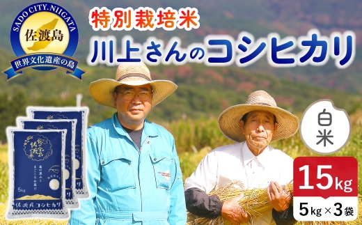 令和8年産 佐渡島産川上さんのコシヒカリ 白米15kg 特別栽培米 | 新潟県産コシヒカリ 新潟産コシヒカリ 佐渡産コシヒカリ コシヒカリ 特別栽培米 お米 米 白米 精米 おこめ コメ 15キロ にいがた さど 新潟県 佐渡市