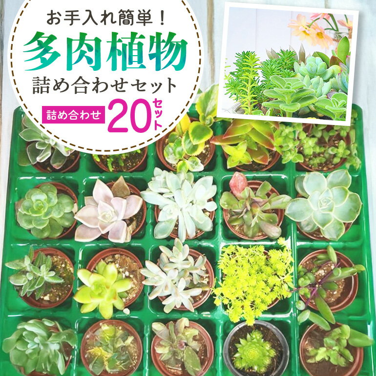 【ふるさと納税】多肉植物 6cm アソート 20セット 詰め合わせ 多肉植物 観葉植物 インテリア 寄せ植え 誕生日プレゼント オシャレ 多肉 観葉 おまかせ セット 植物 苗 種類 色々 ランダム 農園直送 栽培 ガーデニング 寄せ植え用 多肉専科 送料無料