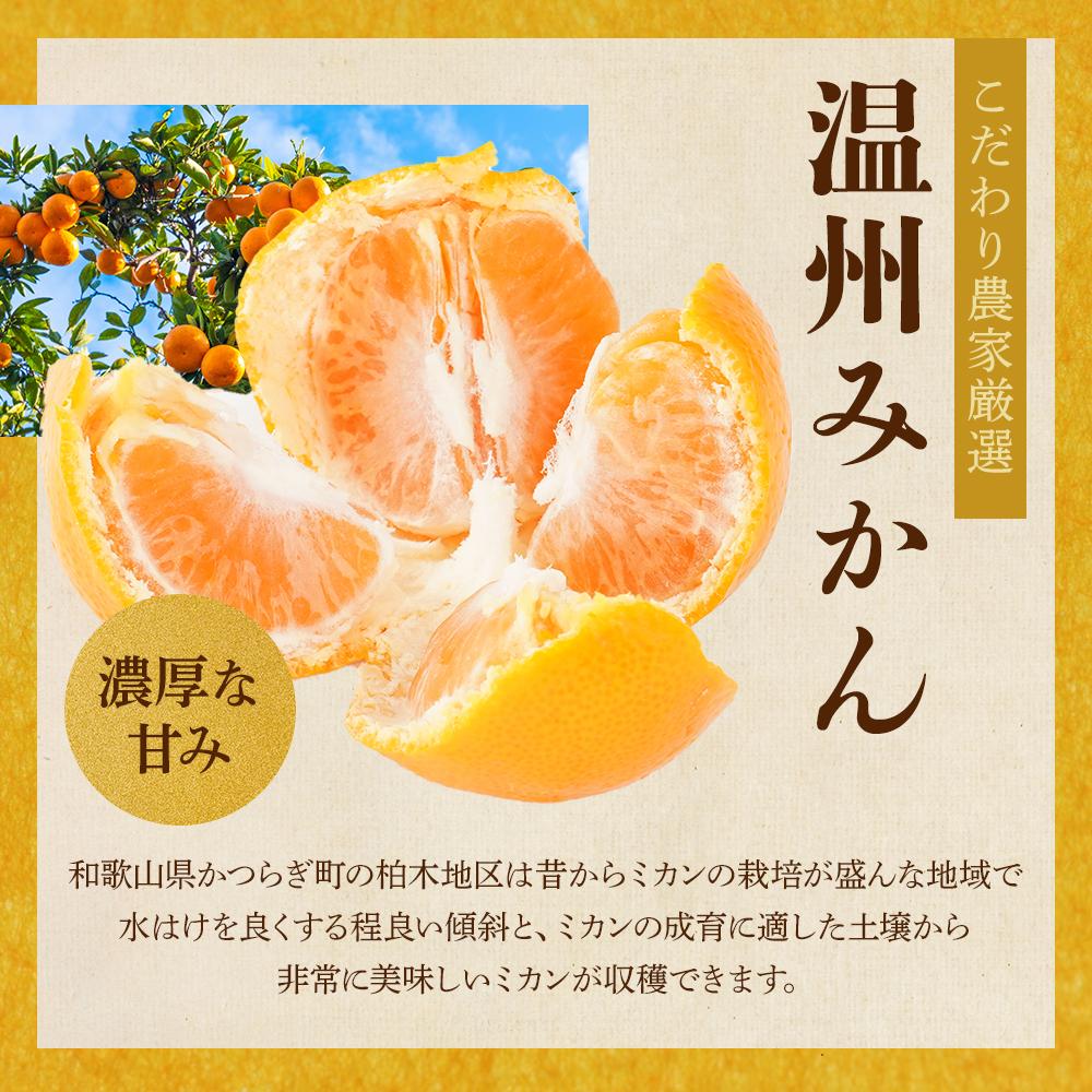 ［先行予約］［2026年11月初旬から11月末頃順次発送］ 和歌山県産温州みかん 約5kg（40個～60個）秀品 こだわり農家厳選！［KG31］　XM90031