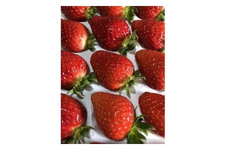 和歌山のいちご「大粒まりひめ」２パック(B462-2)