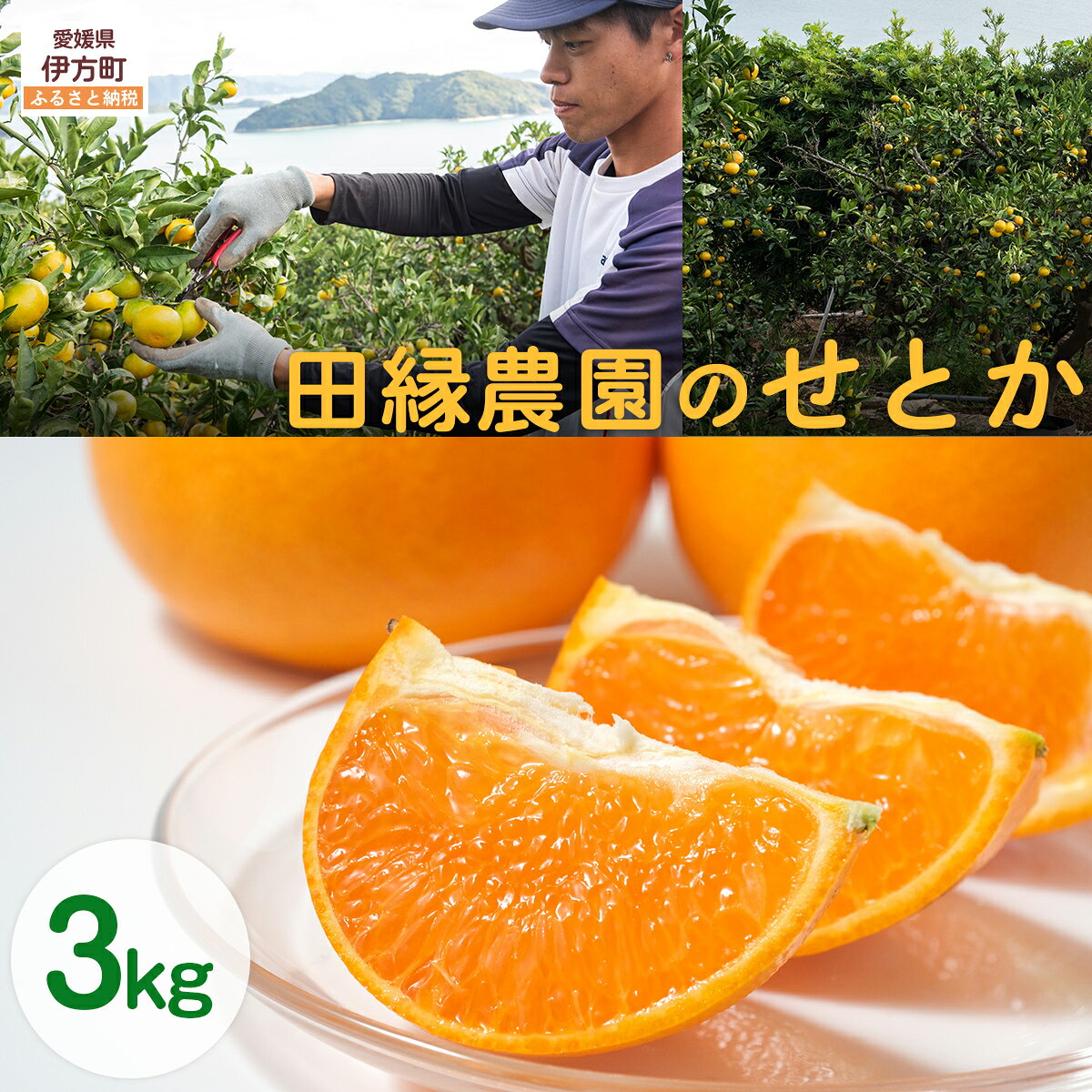 【ふるさと納税】【先行予約】【数量限定】田縁農園のせとか3kg ※離島への配送不可 （2027年3月5日より順次発送） 【ふるさと納税 人気 おすすめ ランキング みかん ミカン 蜜柑 せとか フルーツ 果物 愛媛県産 田縁農園 愛媛県 伊方町 送料無料】 IKTA015