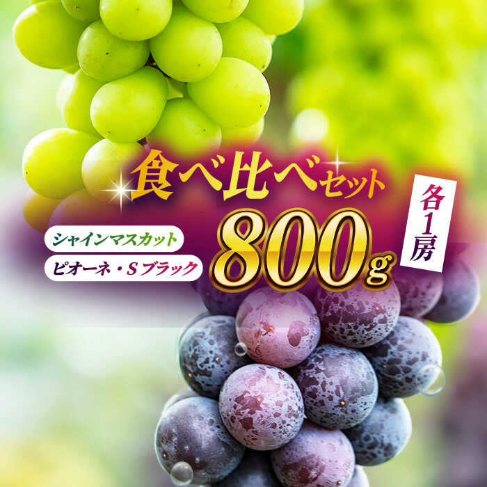【ふるさと納税】【先行予約】【数量限定】食べ比べセット 800g（シャインマスカット & ピオーネ or Sブラック 各一房） ブドウ 葡萄 おすすめ 国産 熊本県 山鹿 果物 くだもの フルーツ 人気 ランキング 特産品 種類 産地 季節 評価 送料無料【合同会社 社方園】[ZBZ001]