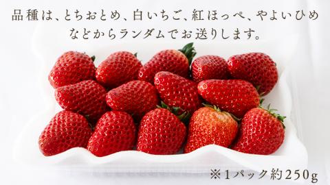 【 定期便 】 合計3kgお届け いちご の3ヶ月連続お届け便 （1回：250g×4パック）×3回 【令和7年1月から発送開始】（県内共通返礼品：石岡市産） 果物 フルーツ イチゴ 苺 白いちご 白苺