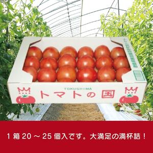 トマト 大玉 3kg 2カ月 定期便 大玉トマト サラダ トマトの国  トマト トマト トマト