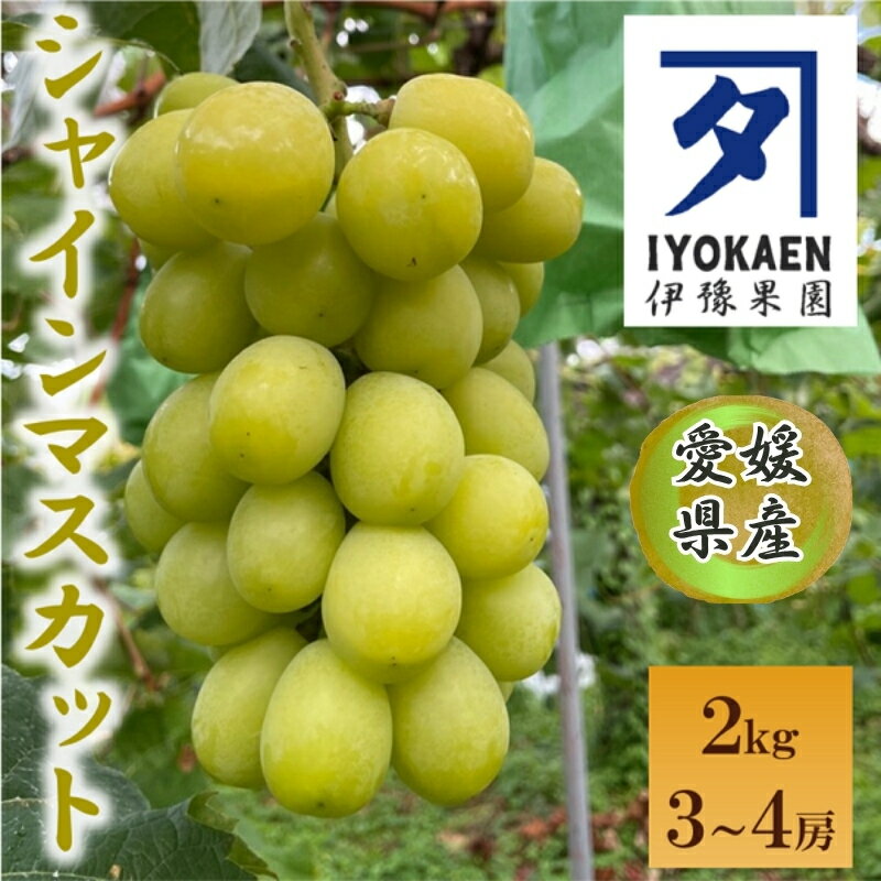 【ふるさと納税】シャインマスカット 約2kg 【2026年先行予約・2026年9月から順次発送予定】 ぶどう 葡萄 果物 愛媛 人気 伊豫果園 伊予市｜C108
