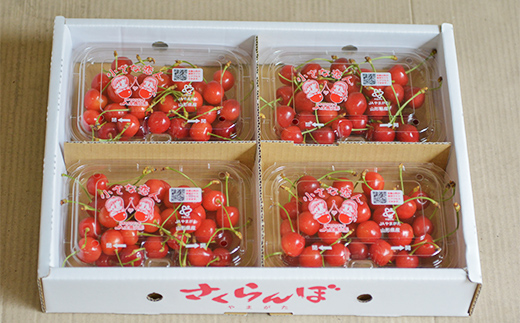 《2026年産先行予約》 山形県産さくらんぼ＜佐藤錦＞秀品 約800g （200g×4パック） M/Lサイズ混合 サクランボ フルーツ 果物 くだもの F4A-0372