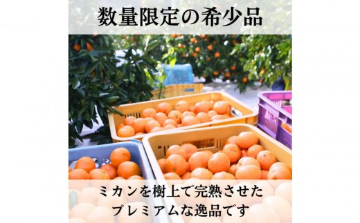 三ヶ日みかん（完熟早生「心」）4kg【2026年12月中旬以降順次発送】