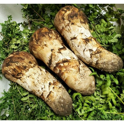 【2026年発送】岩手県岩泉産松茸 200g前後(150g～250g)詰め合わせ【配送不可地域：離島】