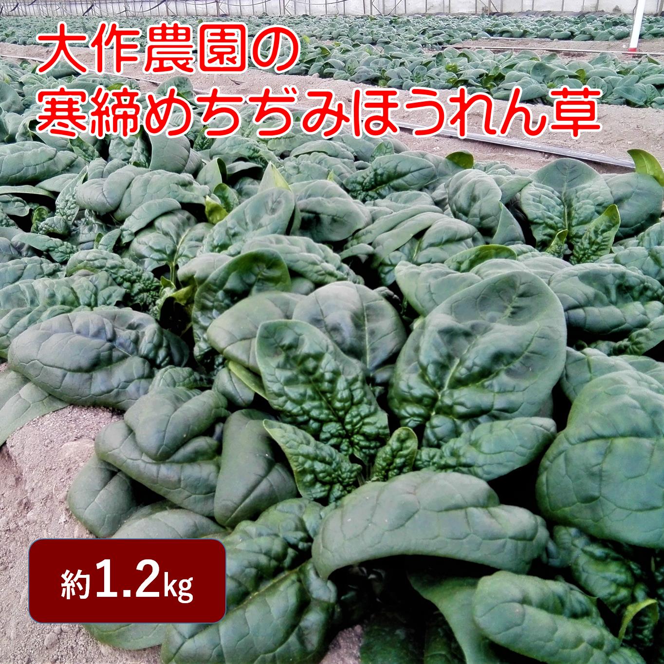 【ふるさと納税】＜2025年12月上旬よりお届け＞大作農園の寒締めちぢみほうれん草　約1.2kg　【野菜・野菜セット・野菜】　お届け：2025年12月上旬〜2026年1月上旬頃まで　SBTR001