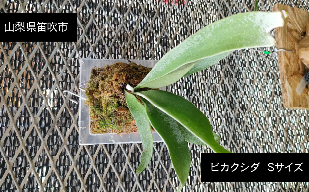 
            ビカクシダ  Sサイズ 【3月～11月発送】　232-001 ふるさと納税 ヒガクシダ 植物 観葉植物 インテリア
          